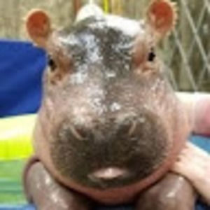 Meet your Posher, Pam